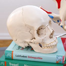 Schädelknochen auf Fachbüchern